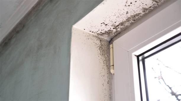 Best Basement Mold Removal  in Winters, CA