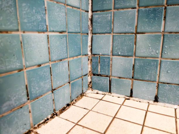 Best Asbestos and Lead Testing During Mold Inspection  in Winters, CA