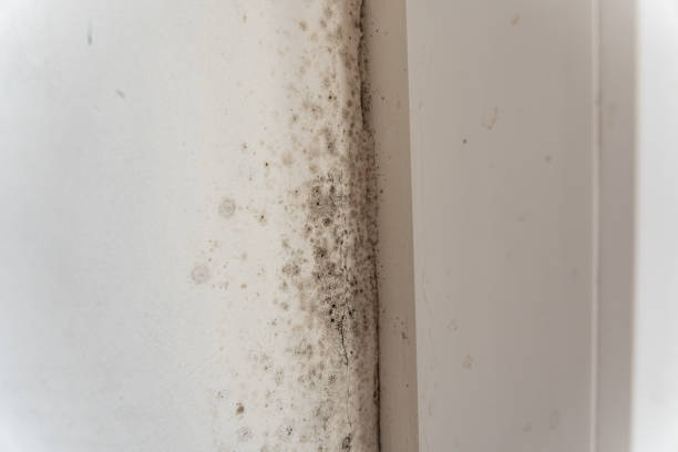 Best Mold Remediation for Healthcare Facilities  in Winters, CA