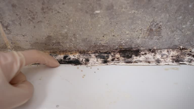 Best Residential Mold Inspection & Testing  in Winters, CA
