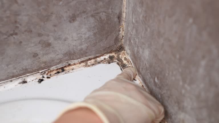 Best Commercial Mold Inspection  in Winters, CA